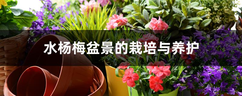 水杨梅盆景的栽培与养护