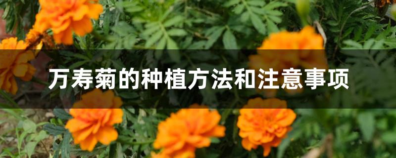 万寿菊的种植方法和注意事项
