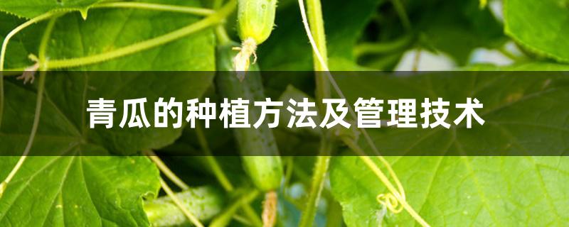 青瓜的种植方法及管理技术