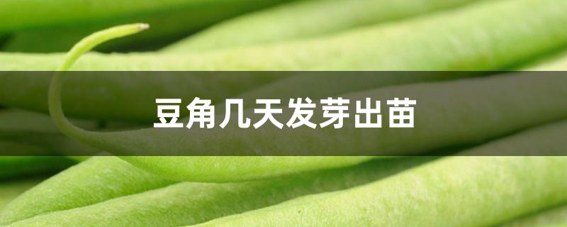 豆角几天发芽出苗