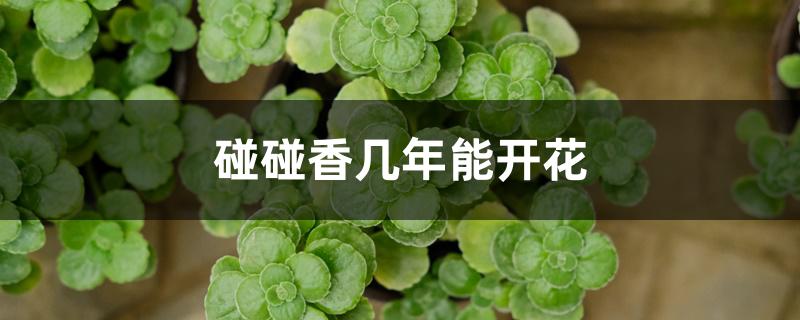 碰碰香几年能开花