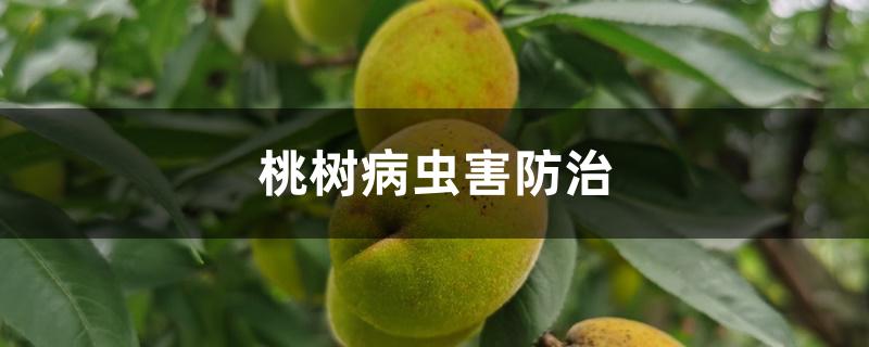 桃树病虫害防治