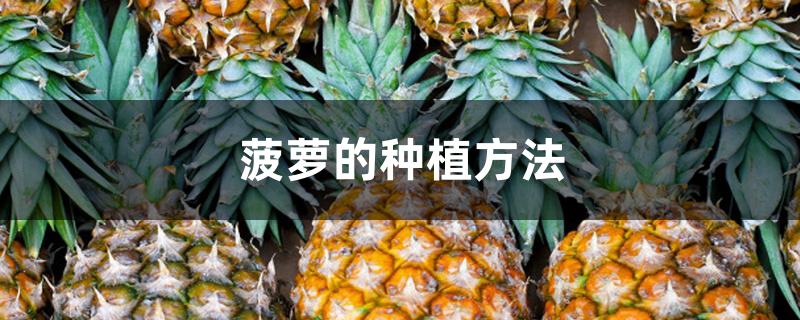 菠萝的种植方法