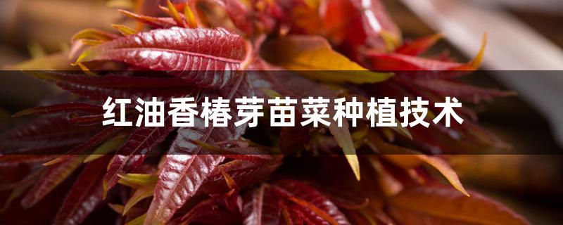 红油香椿芽苗菜种植技术