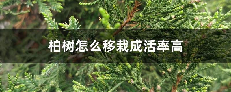 柏树怎么移栽成活率高