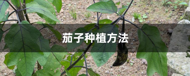 茄子种植方法