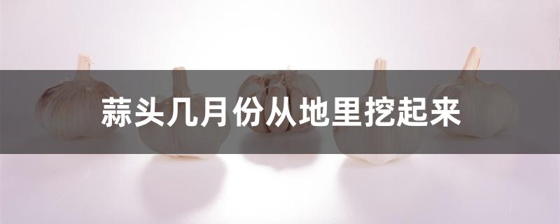 蒜头几月份从地里挖起来