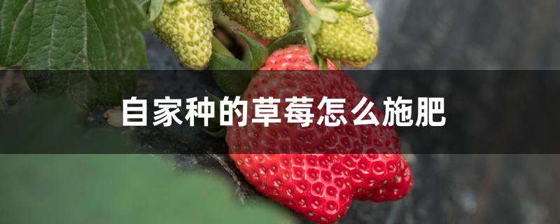 自家种的草莓怎么施肥