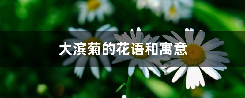大滨菊的花语和寓意