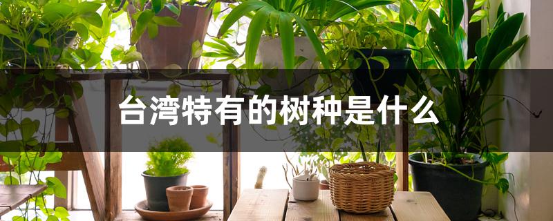 台湾特有的树种是什么
