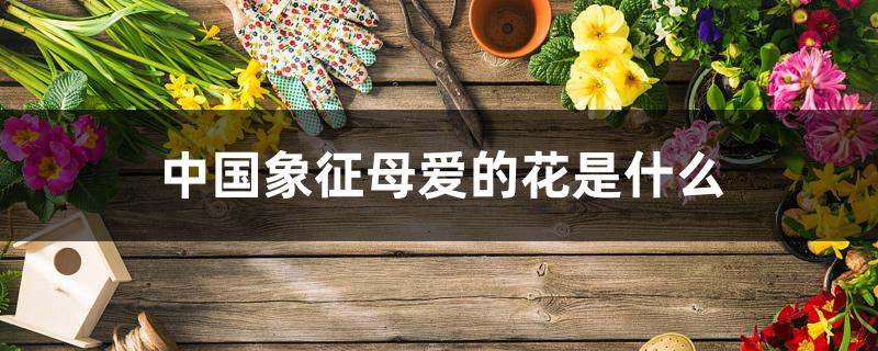 中国象征母爱的花是什么