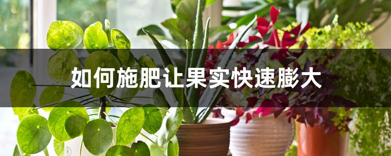 如何施肥让果实快速膨大