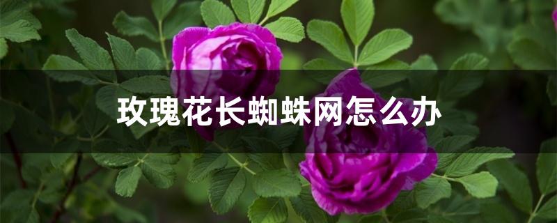 玫瑰花长蜘蛛网怎么办