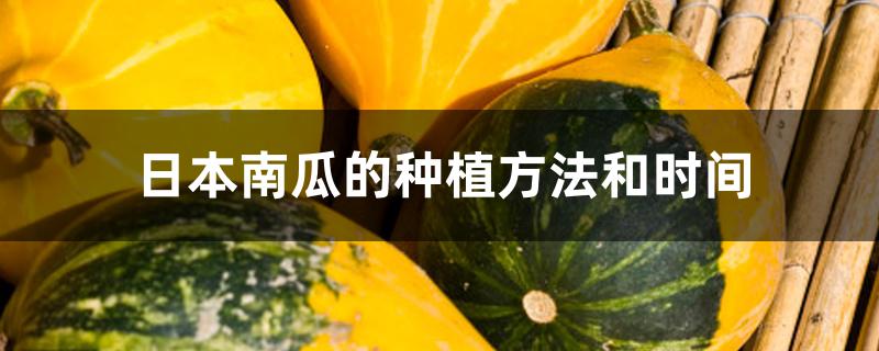 日本南瓜的种植方法和时间