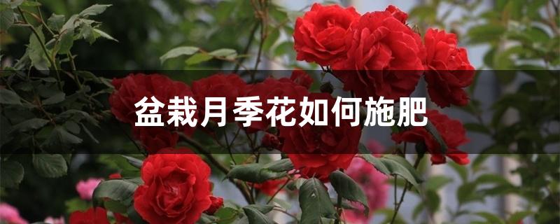 盆栽月季花如何施肥