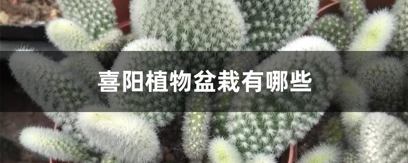 喜阳植物盆栽有哪些