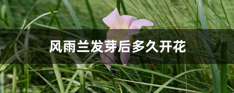 风雨兰发芽后多久开花