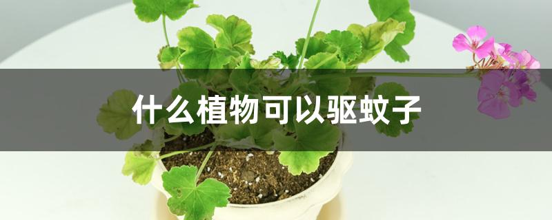 什么植物可以驱蚊子