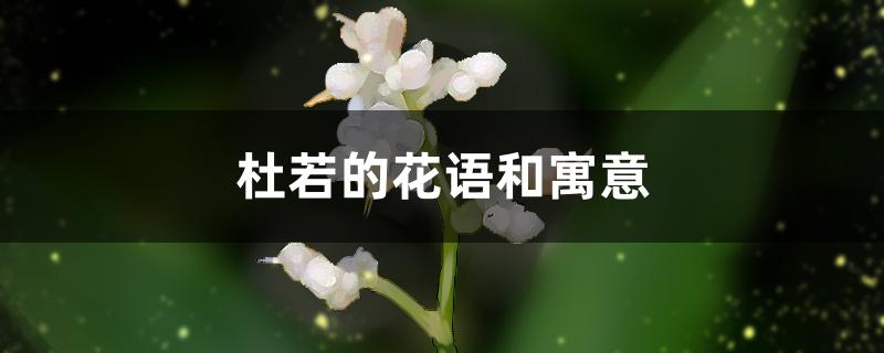 杜若蘅芜的花语图片