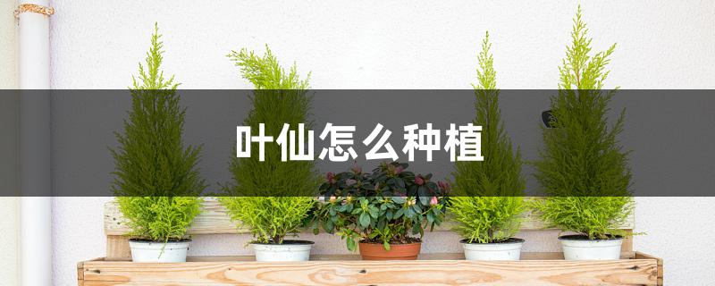 叶仙怎么种植