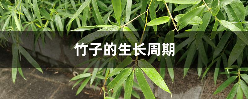 竹子的生长周期