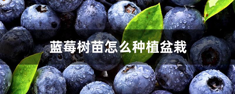 蓝莓树苗怎么种植盆栽
