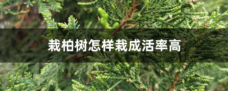 栽柏树怎样栽成活率高