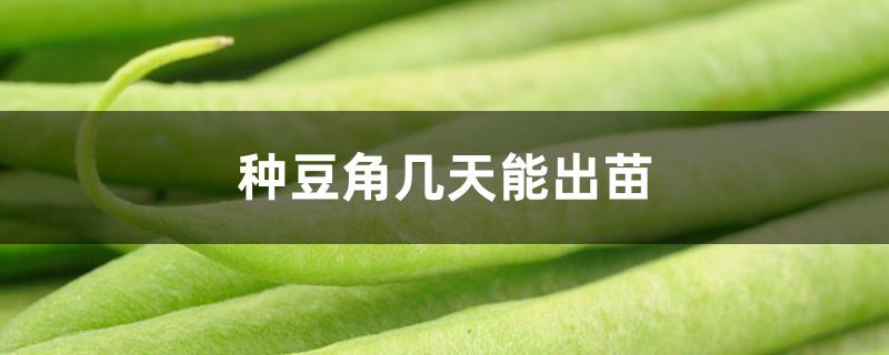 种豆角几天能出苗