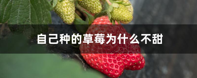 自己种的草莓为什么不甜