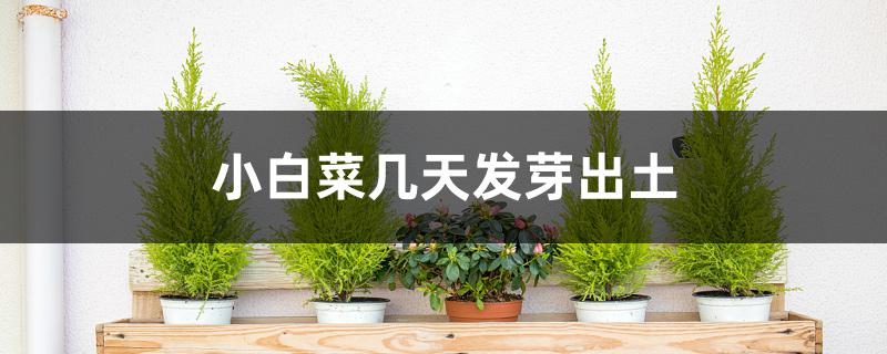 小白菜几天发芽出土