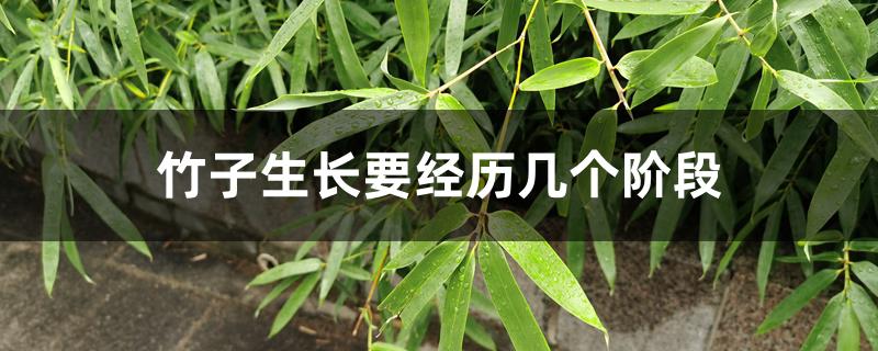 竹子生长要经历几个阶段