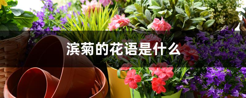 滨菊的花语是什么