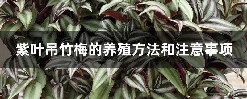 紫叶吊竹梅的养殖方法和注意事项