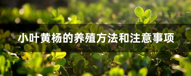 小叶黄杨的养殖方法和注意事项