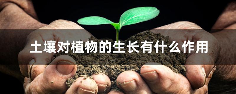 土壤对植物的生长有什么作用