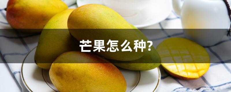 芒果怎么种?