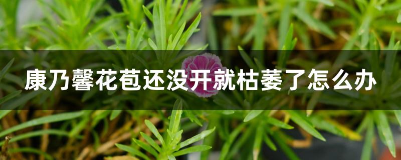 康乃馨花苞还没开就枯萎了怎么办