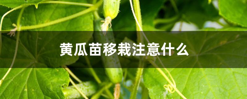 黄瓜苗移栽注意什么