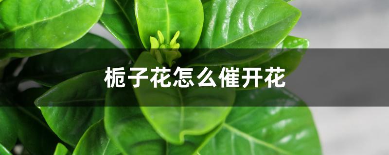 栀子花怎么催开花