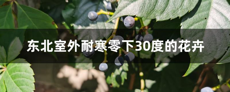 东北室外耐寒零下30度的花卉