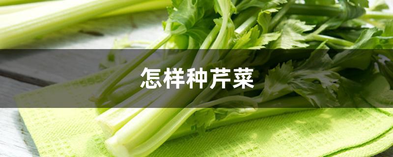 怎样种芹菜