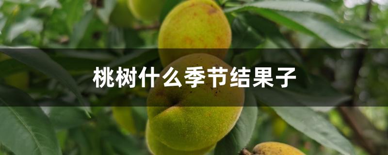 桃树什么季节结果子