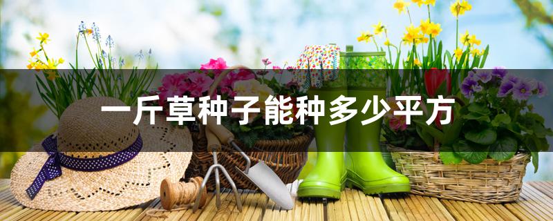 一斤草种子能种多少平方