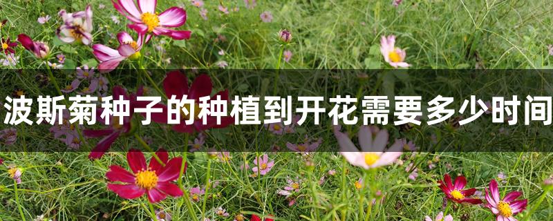 波斯菊种子的种植到开花需要多少时间