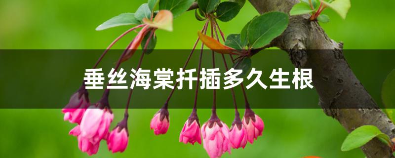 垂丝海棠扦插多久生根