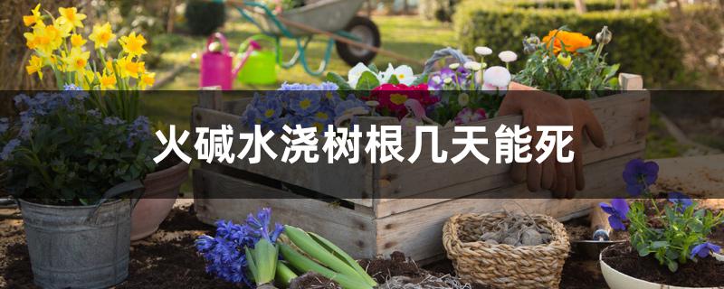 火碱水浇树根几天能死