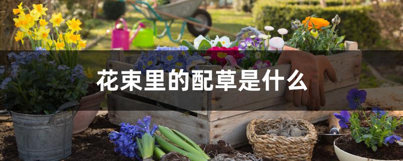 花束里的配草是什么