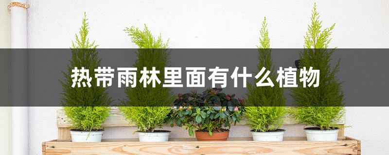 热带雨林里面有什么植物