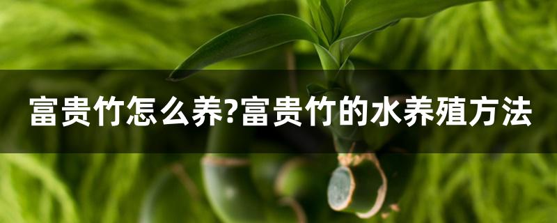 富贵竹的养殖方法：水培和土培