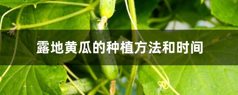 露地黄瓜的种植方法和时间